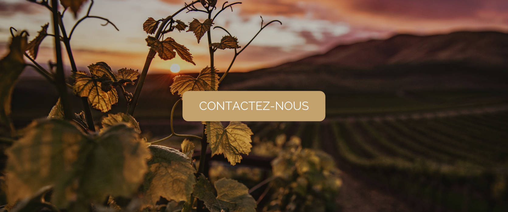 Guide œnotouristique de la Champagne 