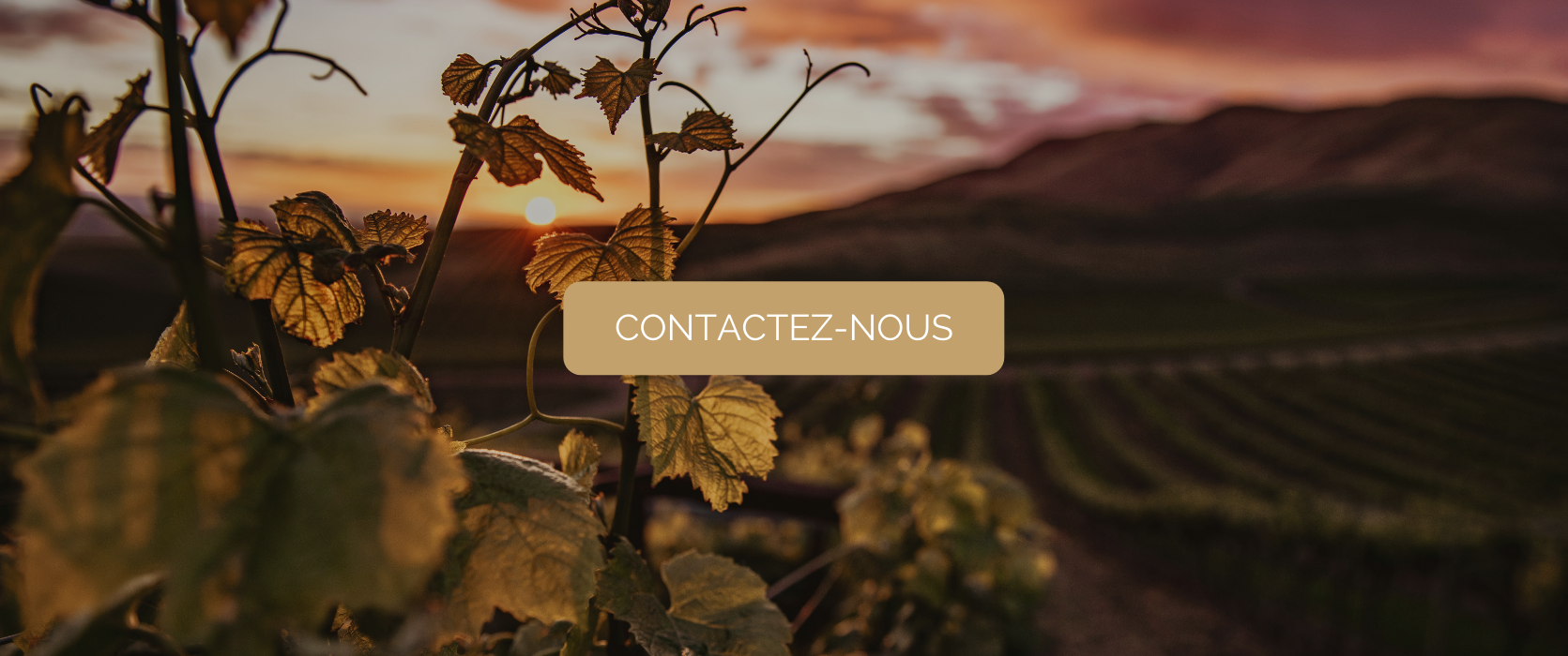 Entreprises : organiser un team building autour du champagne