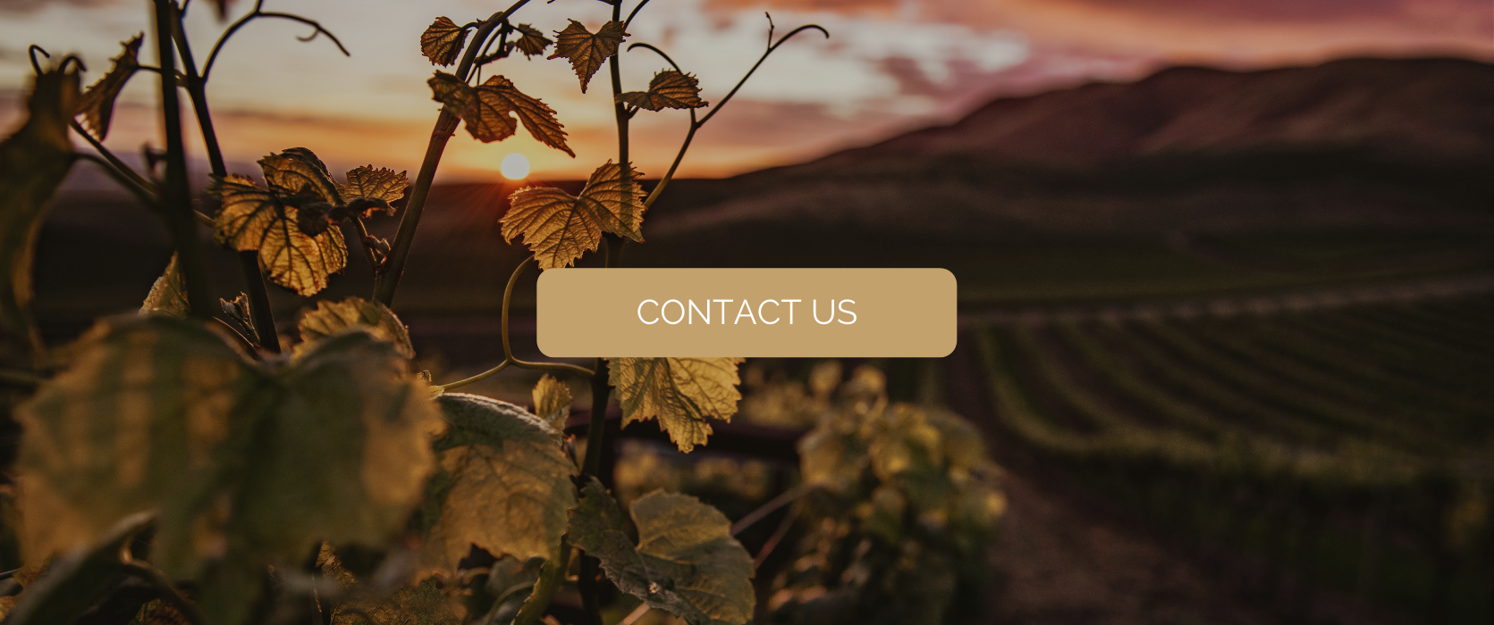 Companies: organizing a champagne-themed team-building event